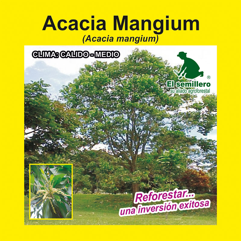 ACACIA MANGIUM MEJORADA (SEMILLA)