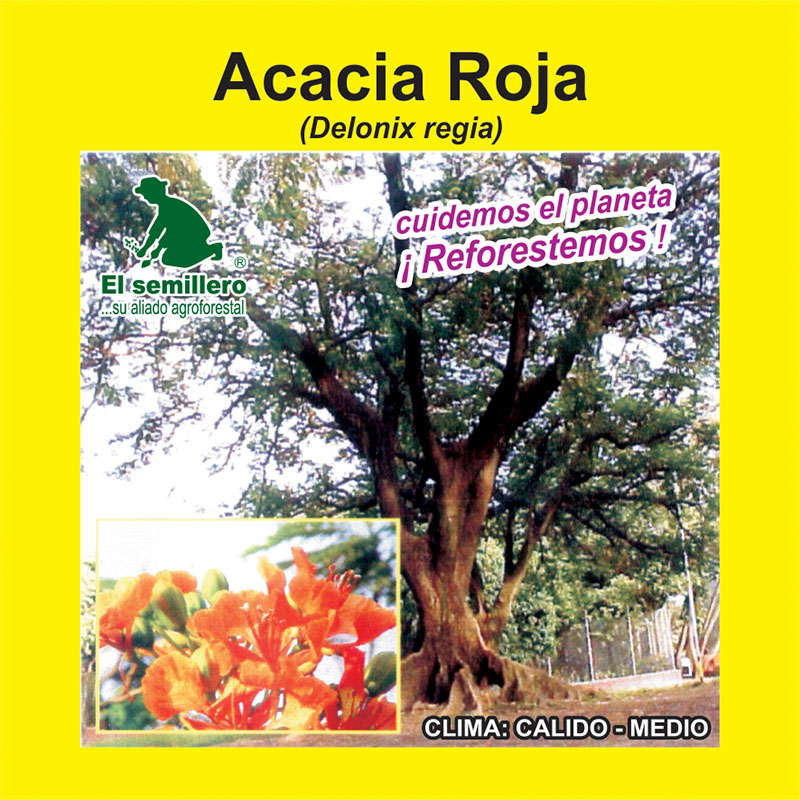 ACACIA ROJA (SEMILLA)