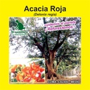 ACACIA ROJA (SEMILLA)
