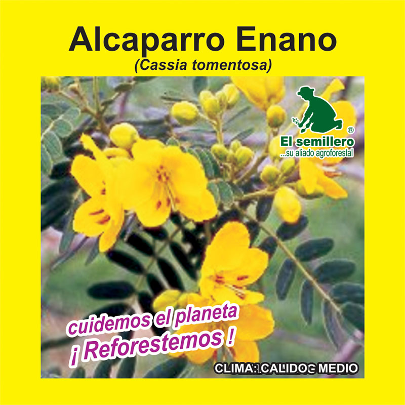 [FO28] ALCAPARRO ENANO (SEMILLA) (1Kg.)