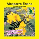 ALCAPARRO ENANO (SEMILLA)