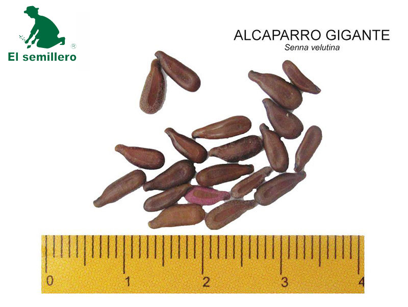 [FO33] ALCAPARRO GIGANTE (SEMILLA) (1Kg.)