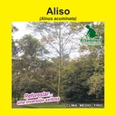 ALISO (SEMILLA)