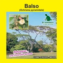 BALSO (SEMILLA)