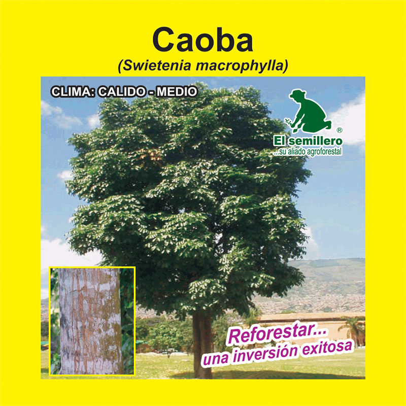 [FO50] CAOBA (SEMILLA) (1Kg.)