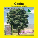 CAOBA (SEMILLA)