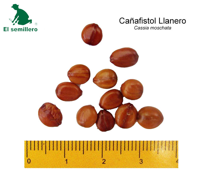 [FO56] CAÑAFISTOL LLANERO (SEMILLA) (1Kg.)