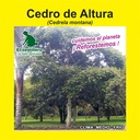 CEDRO DE ALTURA (SEMILLA)