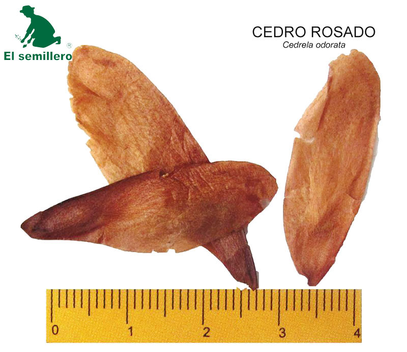 CEDRO ROSADO (SEMILLA)