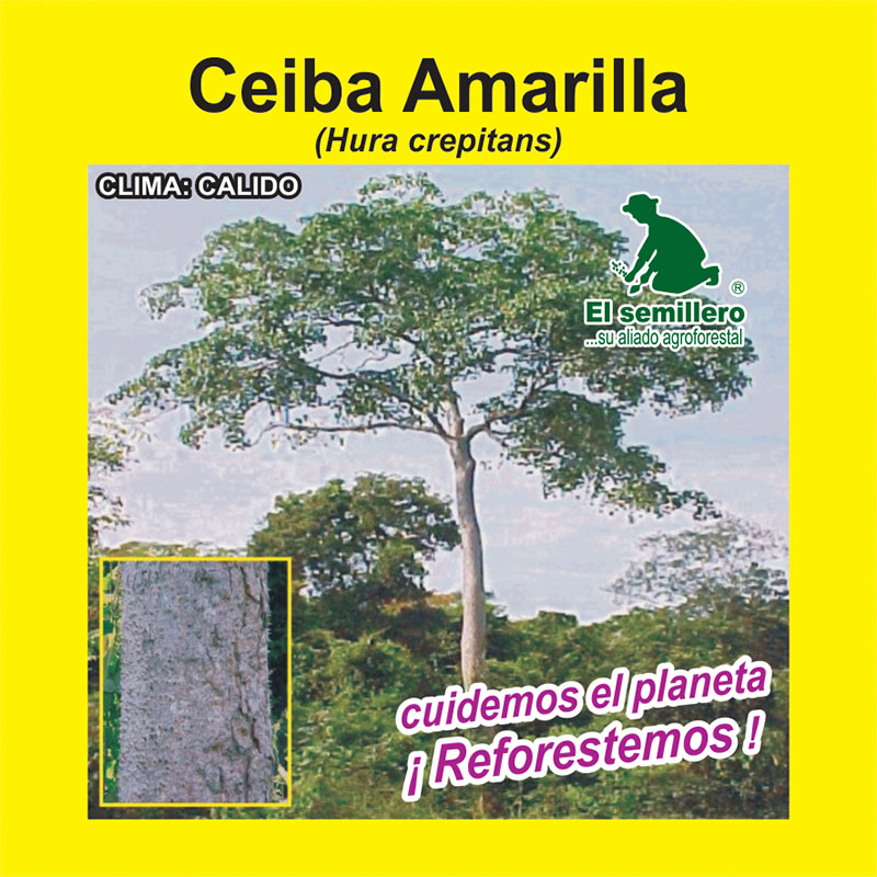 [FO62] CEIBA AMARILLA (SEMILLA) (1Kg.)
