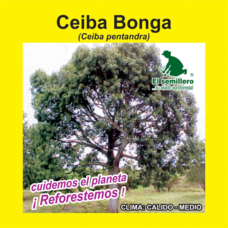 CEIBA BONGA (SEMILLA)
