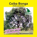 CEIBA BONGA (SEMILLA)