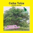 CEIBA TOLÚA F.I. NACIONAL (SEMILLA)
