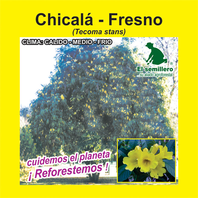 CHICALÁ - FRESNO (SEMILLA)