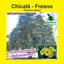 CHICALÁ - FRESNO (SEMILLA)