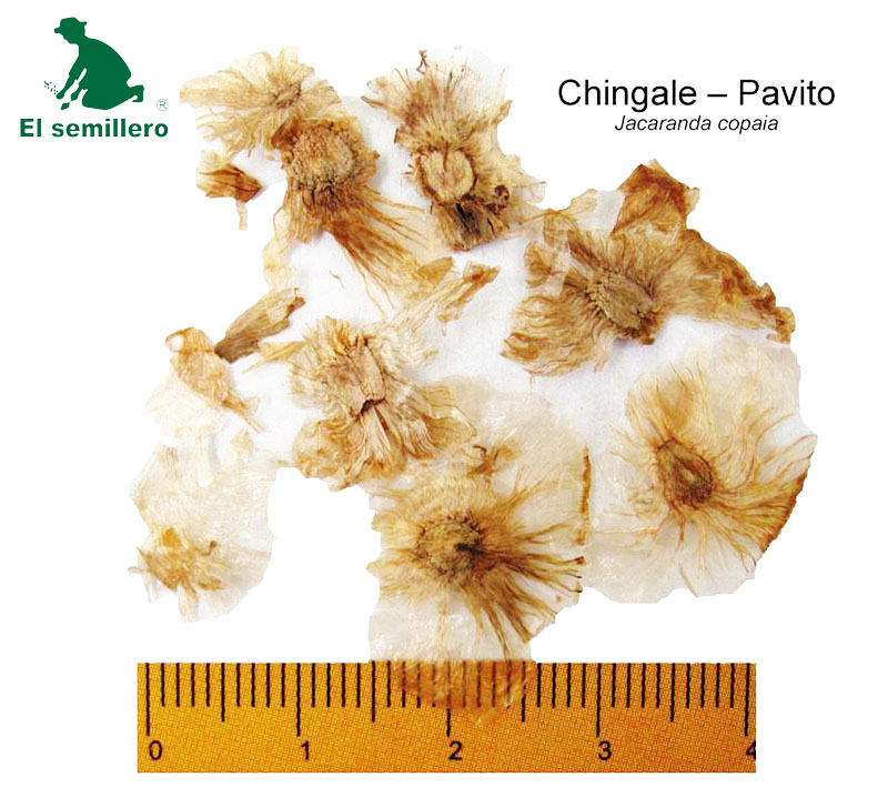 CHINGALE - PAVITO (SEMILLA)