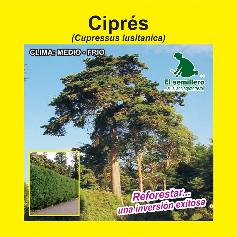 [FO80] CIPRÉS (SEMILLA) (1Kg.)