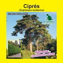 CIPRÉS (SEMILLA)