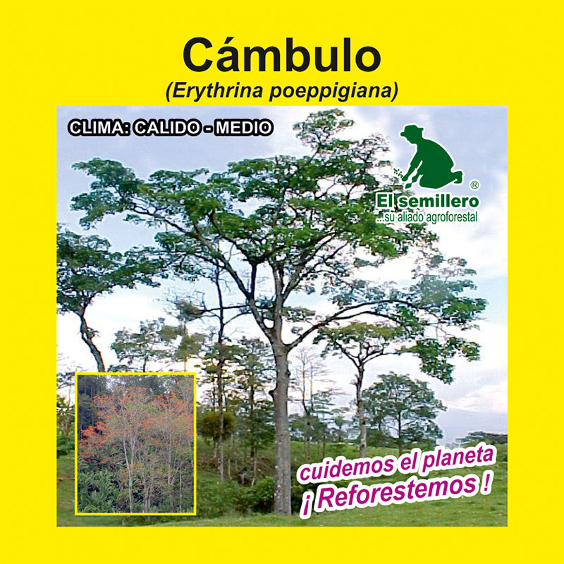CÁMBULO (SEMILLA)