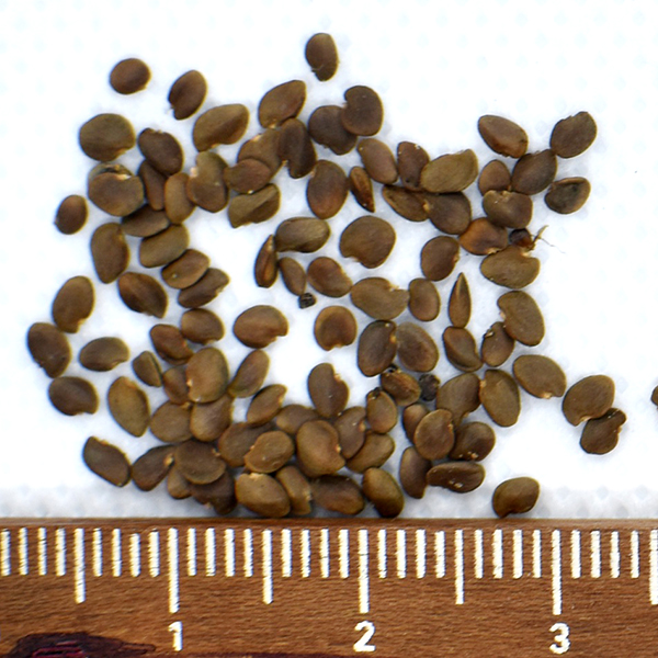 DINDE MORA (SEMILLA)