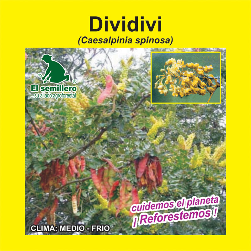 [FO94] DIVIDIVI (SEMILLA) (1Kg.)