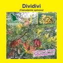 DIVIDIVI (SEMILLA)