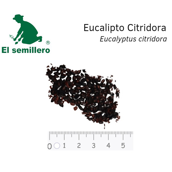 [FO101] EUCALIPTO CITRIDORA (SEMILLA) (1Kg.)