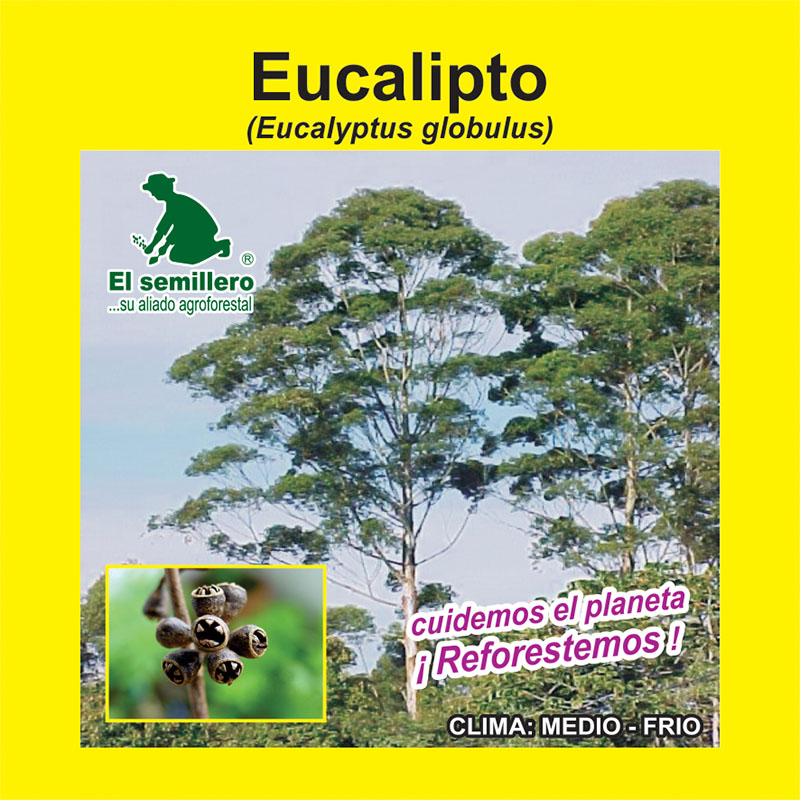 EUCALIPTO GLOBULUS (SEMILLA)