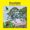 EUCALIPTO GLOBULUS (SEMILLA)