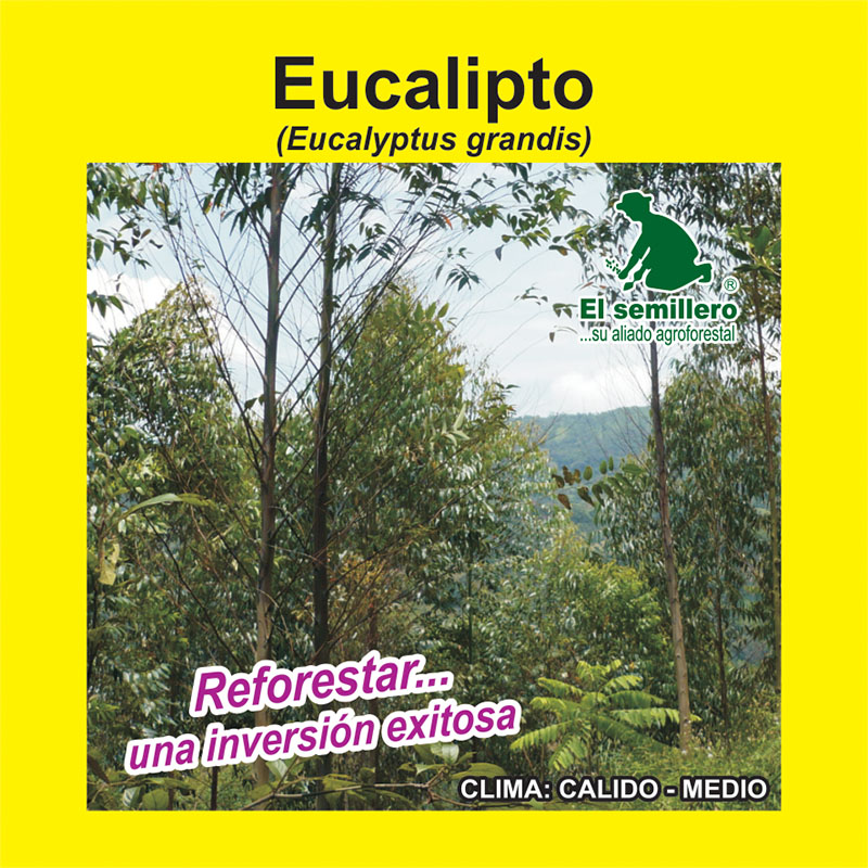 [FO107] EUCALIPTO GRANDIS (SEMILLA) (1Kg.)