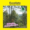 EUCALIPTO GRANDIS (SEMILLA)
