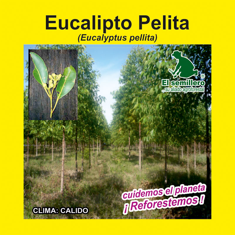 [FO111] EUCALIPTO PELLITA (SEMILLA) (1Kg.)