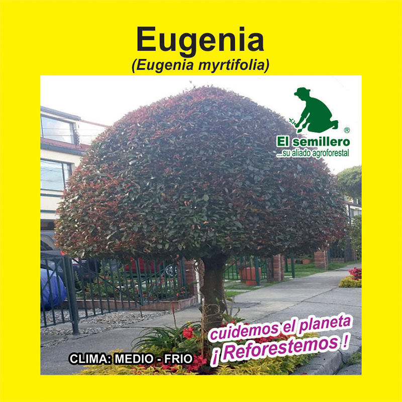 EUGENIA (SEMILLA)