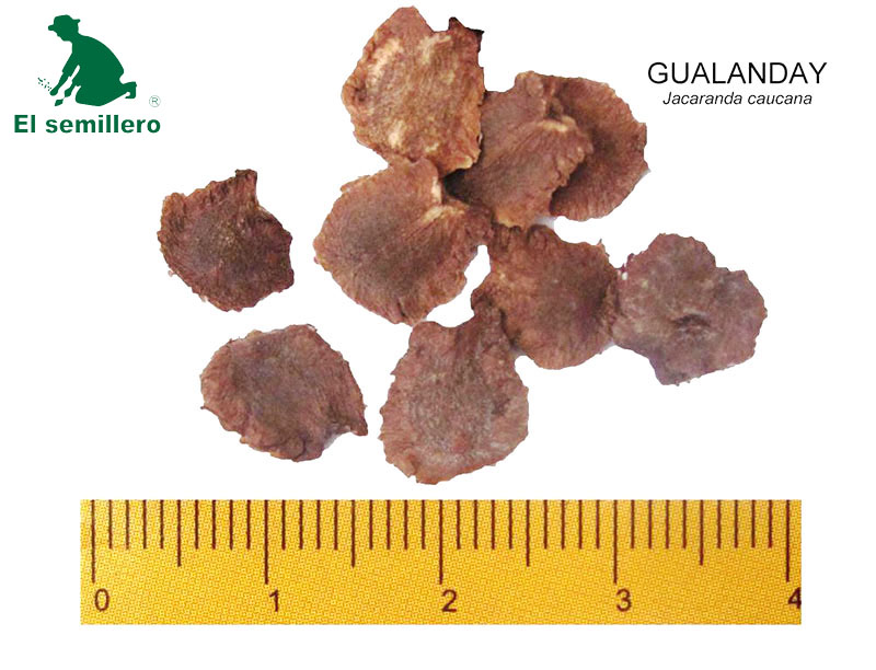 GUALANDAY (SEMILLA)
