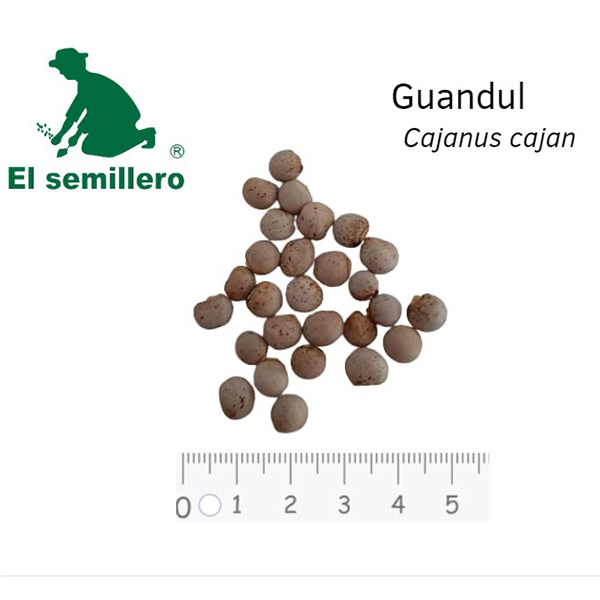 [FO131] GUANDÚL (SEMILLA) (1Kg.)