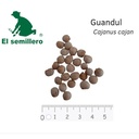 GUANDÚL (SEMILLA)