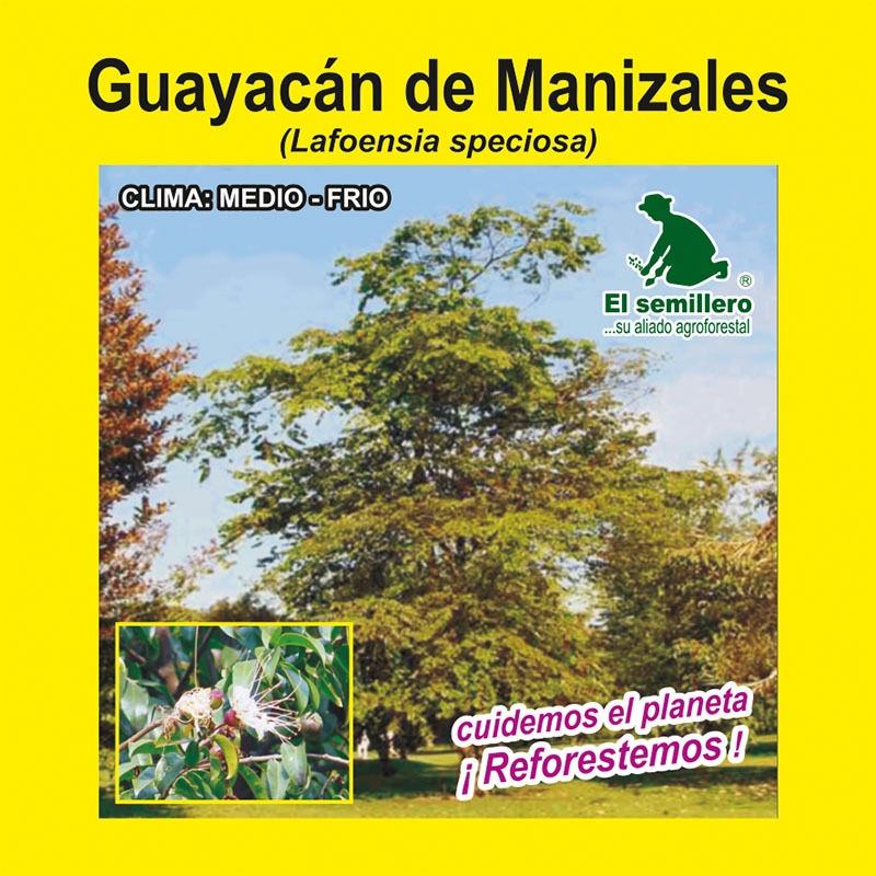 [FO137] GUAYACAN DE MANIZALES (SEMILLA) (1Kg.)