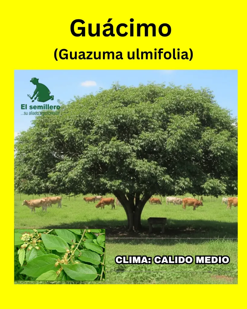 GUÁCIMO (SEMILLA)