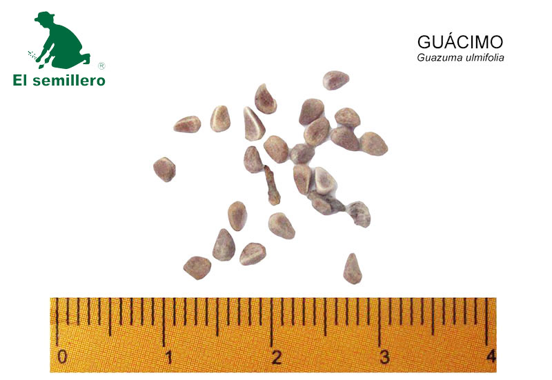 GUÁCIMO (SEMILLA)