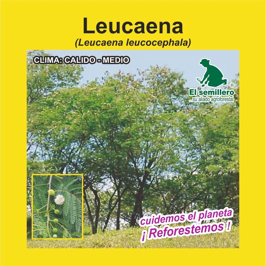 LEUCAENA A. FORRAJERA (SEMILLA)