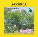 LEUCAENA A. FORRAJERA (SEMILLA)
