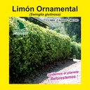 LIMÓN ORNAMENTAL SWINGLIA (SEMILLA)