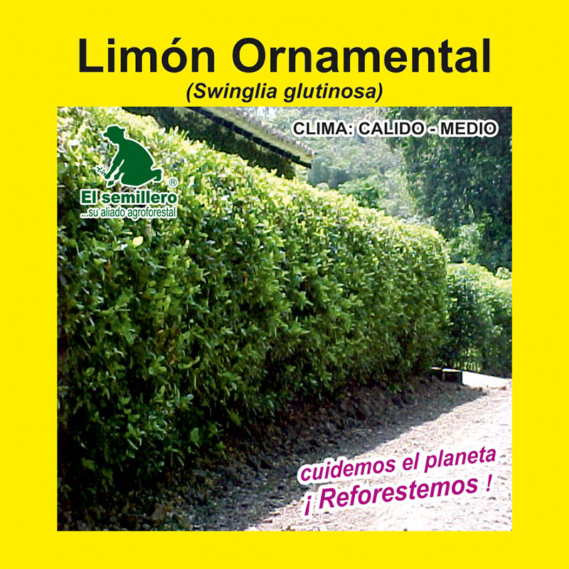 LIMÓN ORNAMENTAL SWINGLIA (SEMILLA)