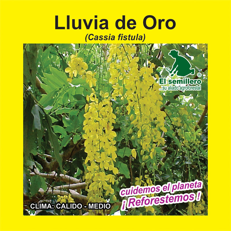 [FO164] LLUVIA DE ORO (SEMILLA) (1Kg.)