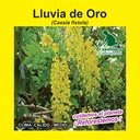 LLUVIA DE ORO (SEMILLA)