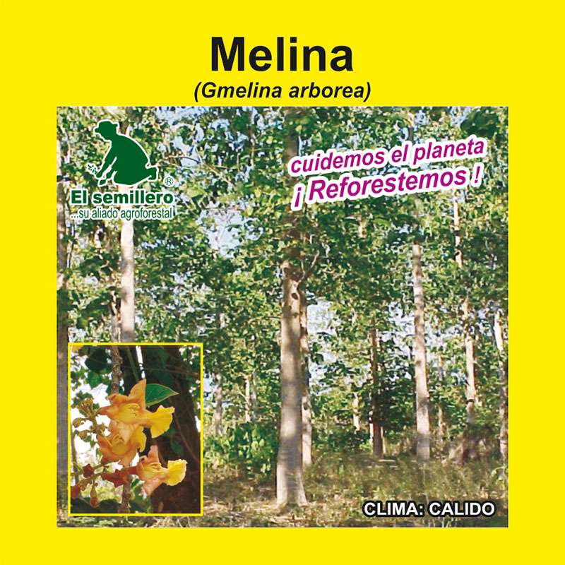 [FO172] MELINA (SEMILLA) (1Kg.)