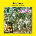 MELINA (SEMILLA)