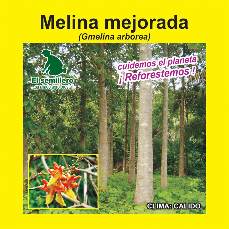 [FO173] MELINA MEJORADA HUERTO SEMILLERO (SEMILLA) (1Kg.)