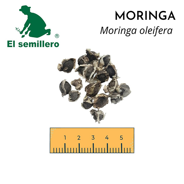 [FO175] MORINGA (SEMILLA) (1Kg.)