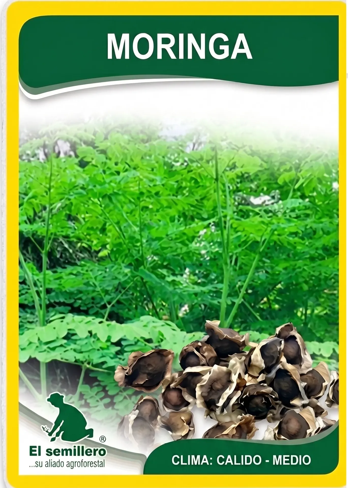 MORINGA (SEMILLA)
